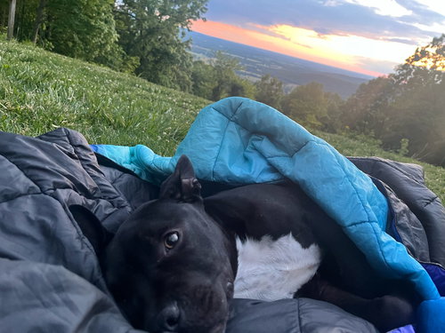 YETI - French Bulldog / Staffordshire Bull Terrier available for adoption