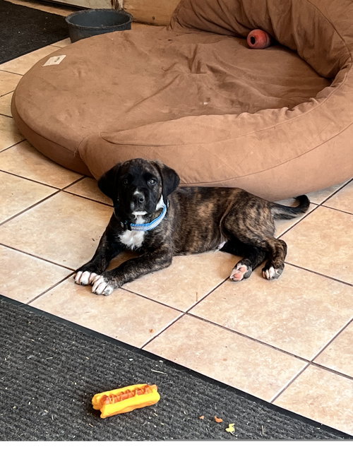LUCKY - Mastiff available for adoption