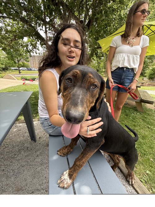 Elvis, an adoptable Hound in Tracy City, TN