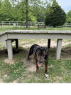 Elvis - Photo 2