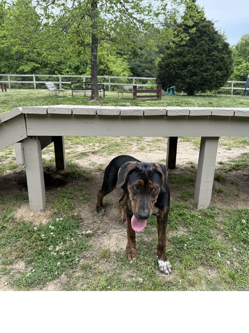 ELVIS - Hound available for adoption