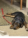Elvis - Photo 3