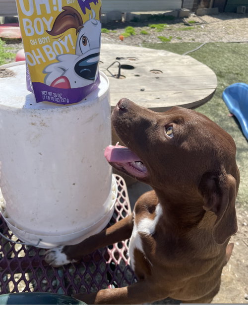 JADE - Hound / Labrador Retriever available for adoption