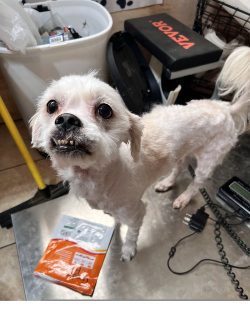 SAMSON - Maltese / Shih Tzu available for adoption