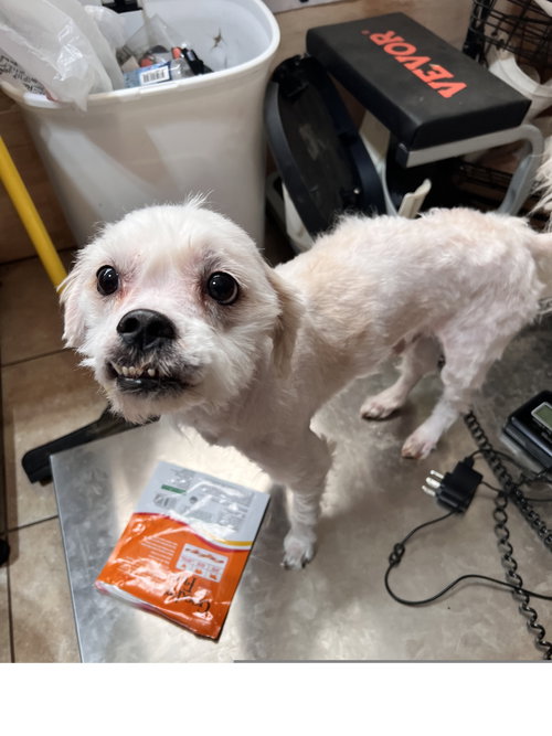 SAMSON - Maltese / Shih Tzu available for adoption