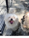 Samson - Photo 3