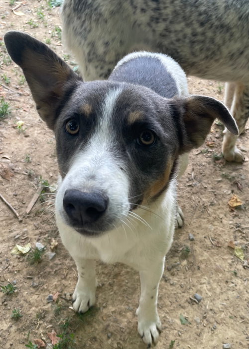 FAYE - Cattle Dog available for adoption