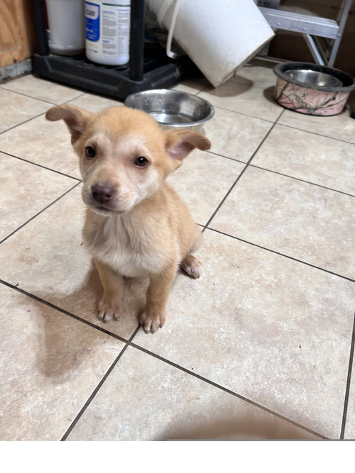 ADELE - Husky available for adoption
