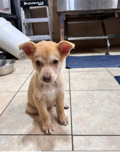 ADELE - Husky available for adoption