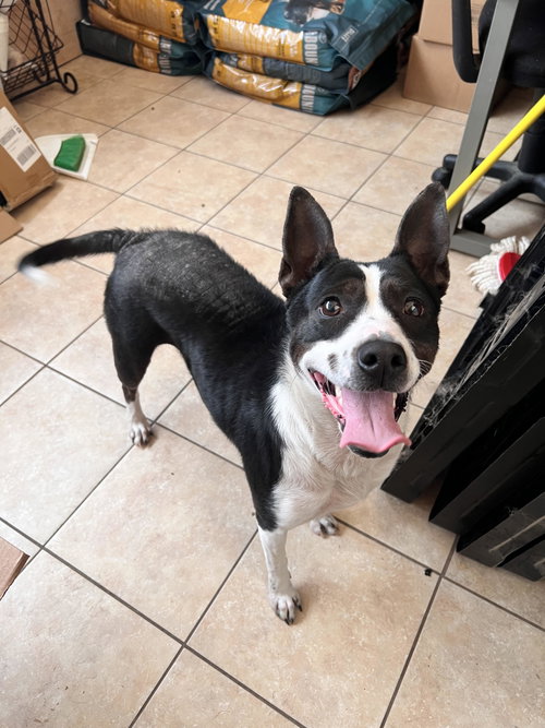 Kaia, an adoptable Terrier in Tracy City, TN