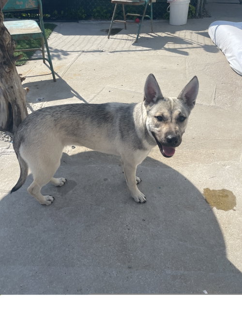 Willow, an adoptable Shepherd in Tracy City, TN