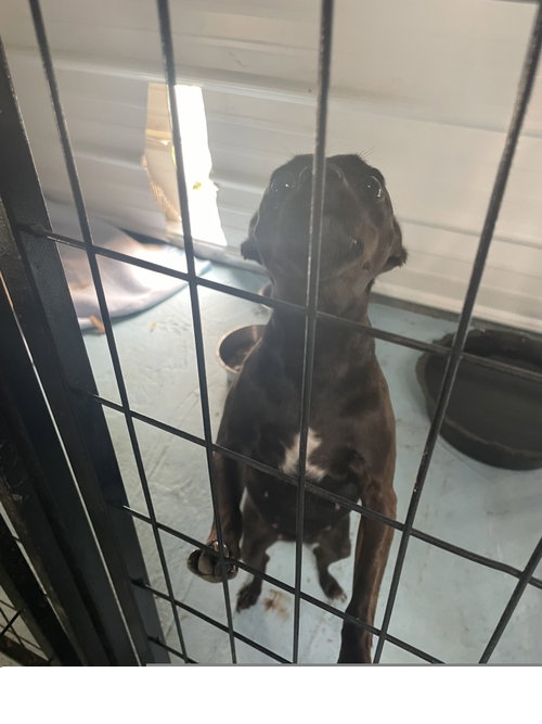 LittleGirl (Xena), an adoptable Chihuahua in Tracy City, TN