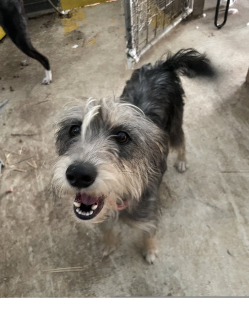 Belle, an adoptable Yorkshire Terrier Yorkie in Tracy City, TN