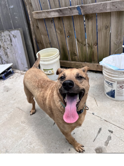 Clementine, an adoptable Shepherd in Tracy City, TN