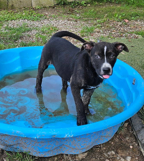 Nellie, an adoptable Terrier in Tracy City, TN