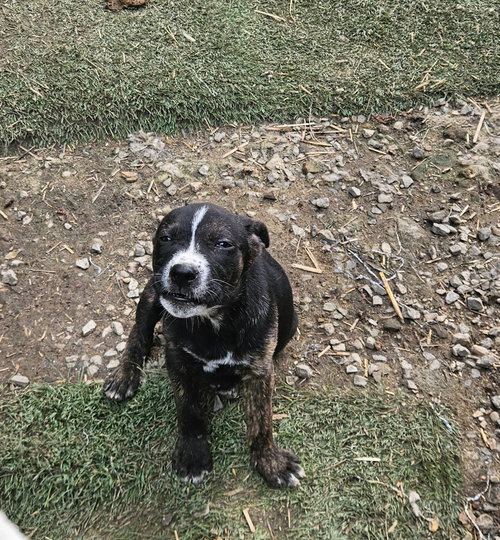 Nellie photo 2