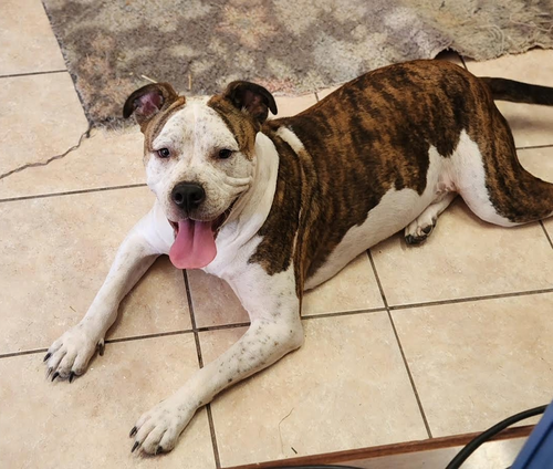 Sarge, an adoptable American Bulldog in Tracy City, TN
