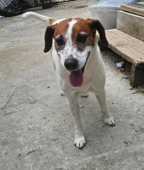 Heidi, an adoptable Hound in Tracy City, TN