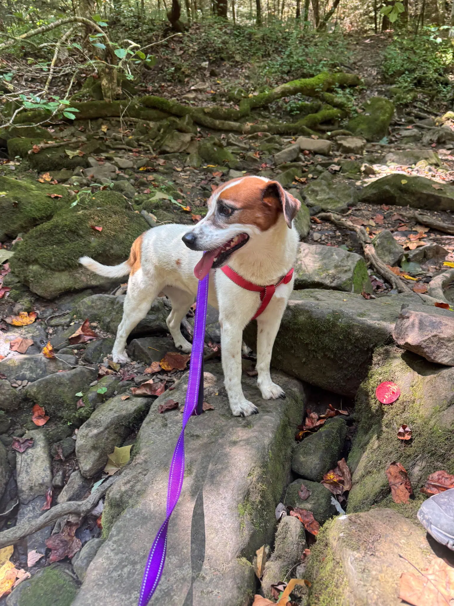 Heidi - Hound