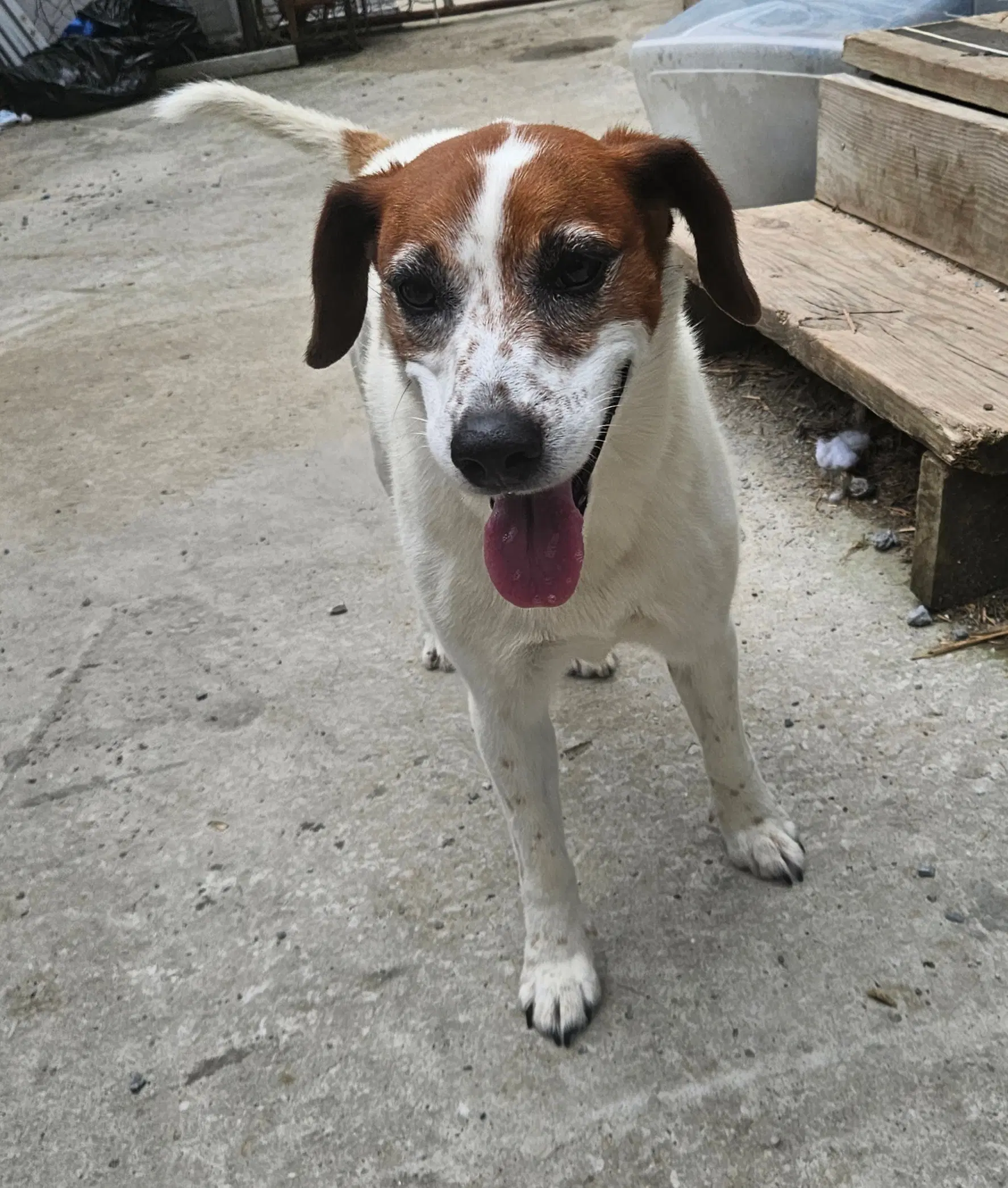 Heidi image 2