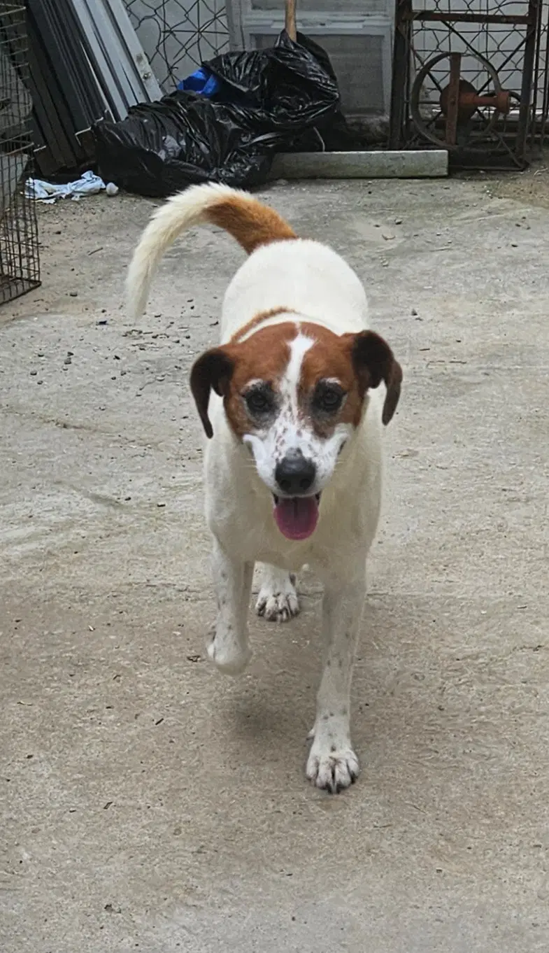 Heidi image 3
