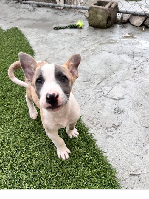 Fox, an adoptable Terrier in Tracy City, TN