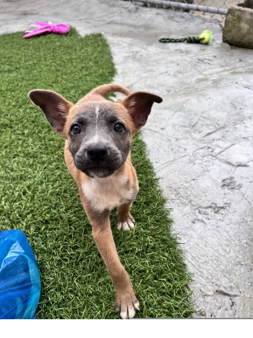 Fern, an adoptable Terrier in Tracy City, TN