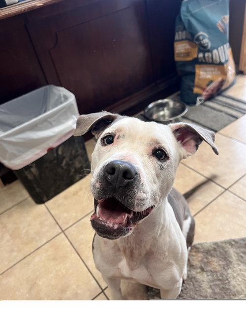 Angel, an adoptable Pit Bull Terrier in Tracy City, TN