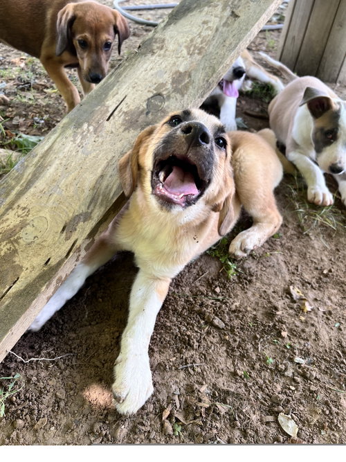 Avalanche, an adoptable Great Pyrenees in Tracy City, TN
