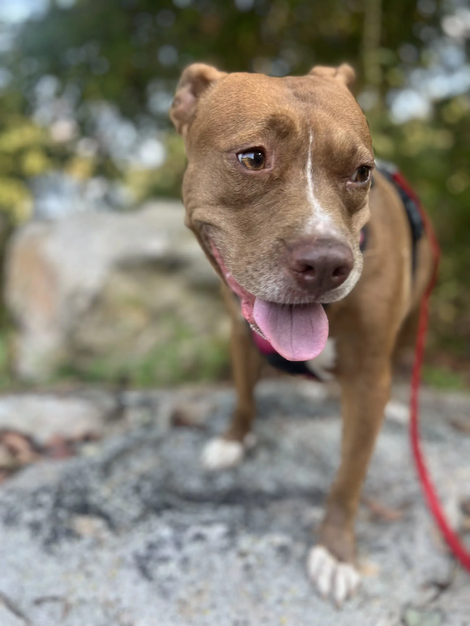 Chloe image 1