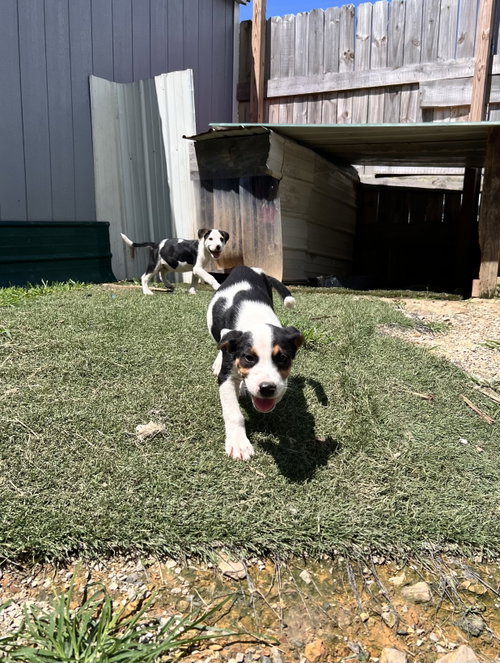 Oliver photo 2