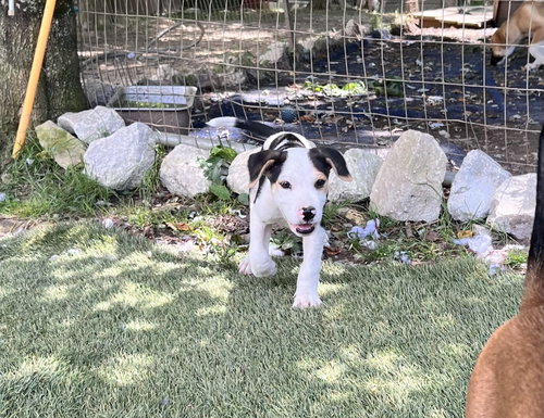 Otis photo 2