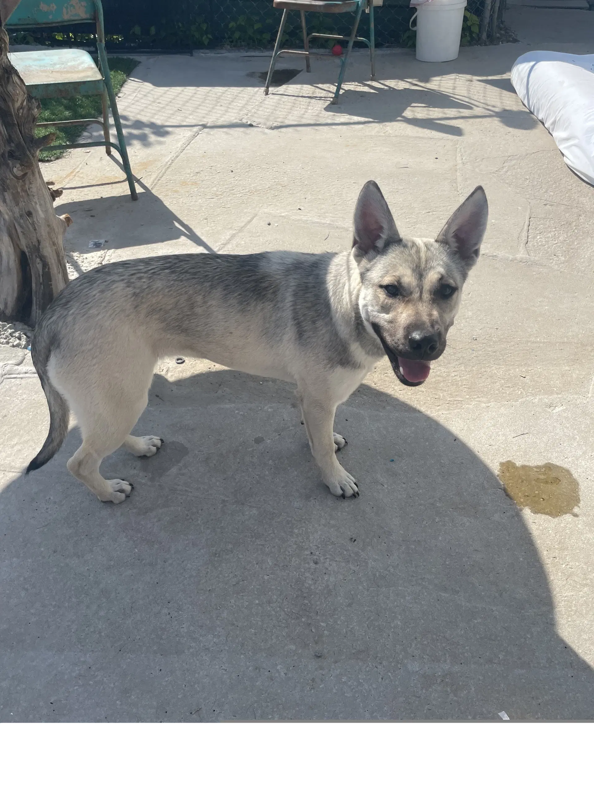 Willow - Husky
