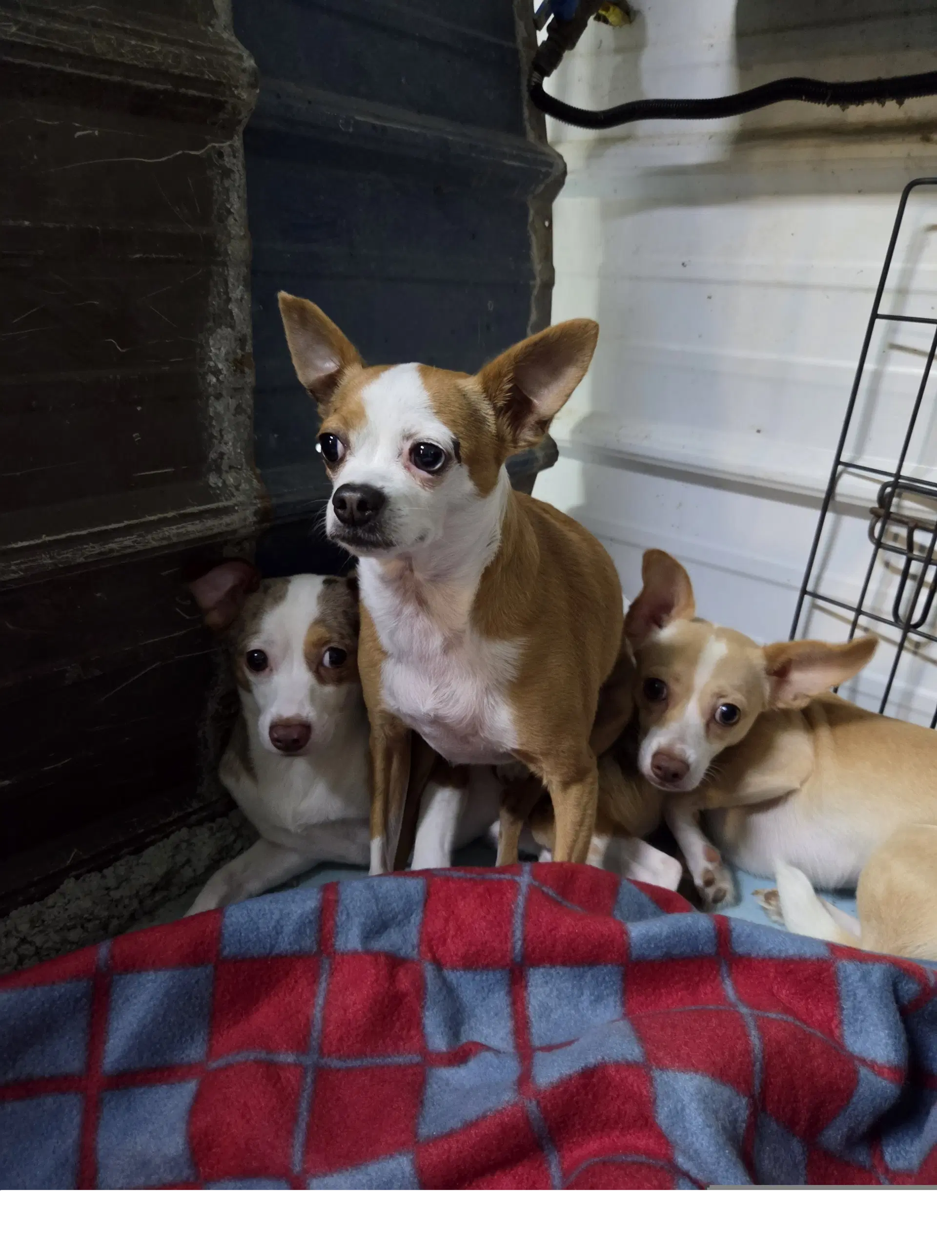 Tiny - Chihuahua