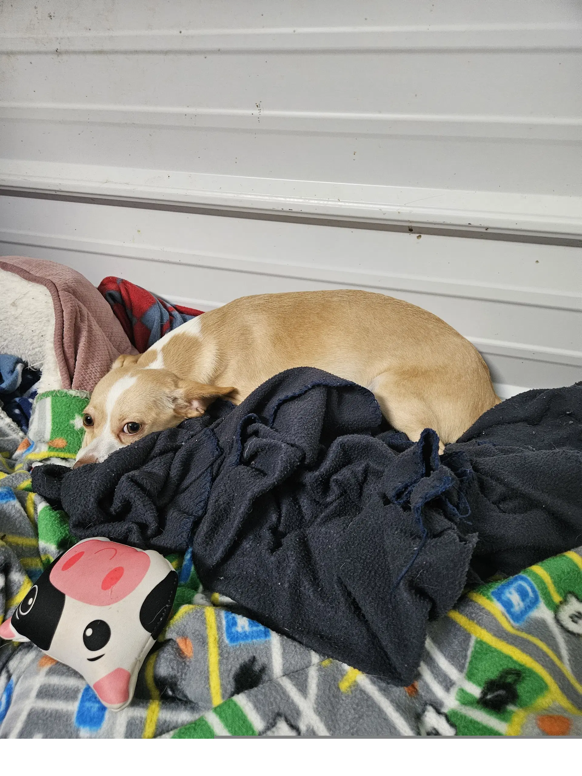 Ben - Chihuahua