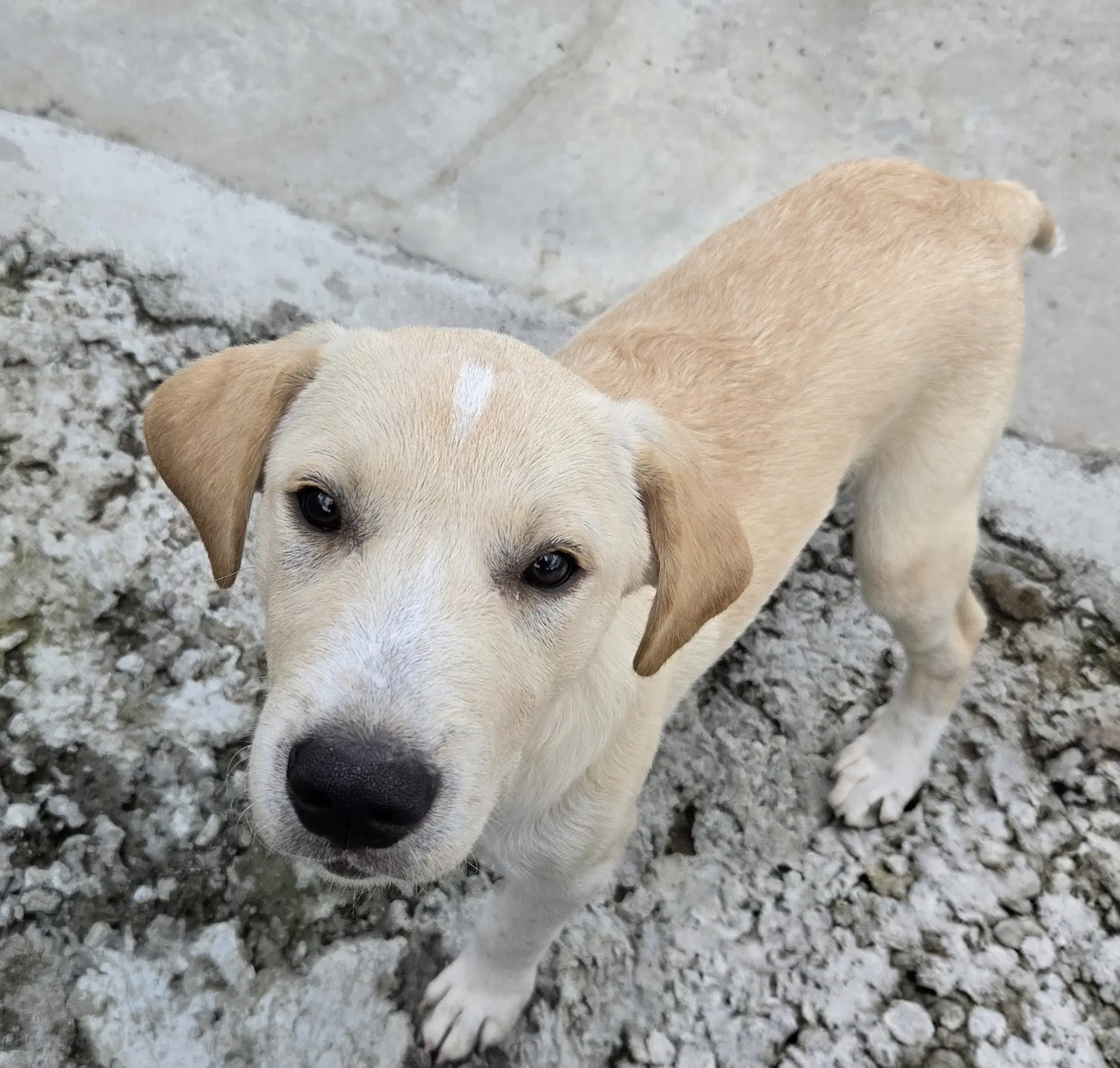 Ivan - Labrador Retriever