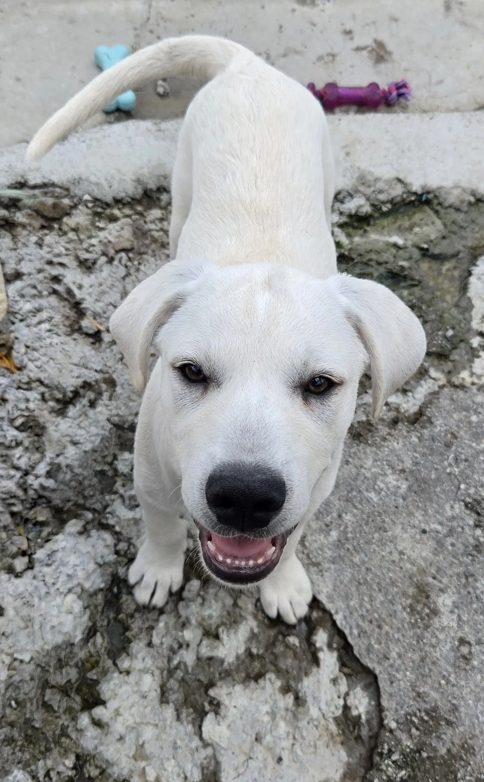 Ichabod - Labrador Retriever