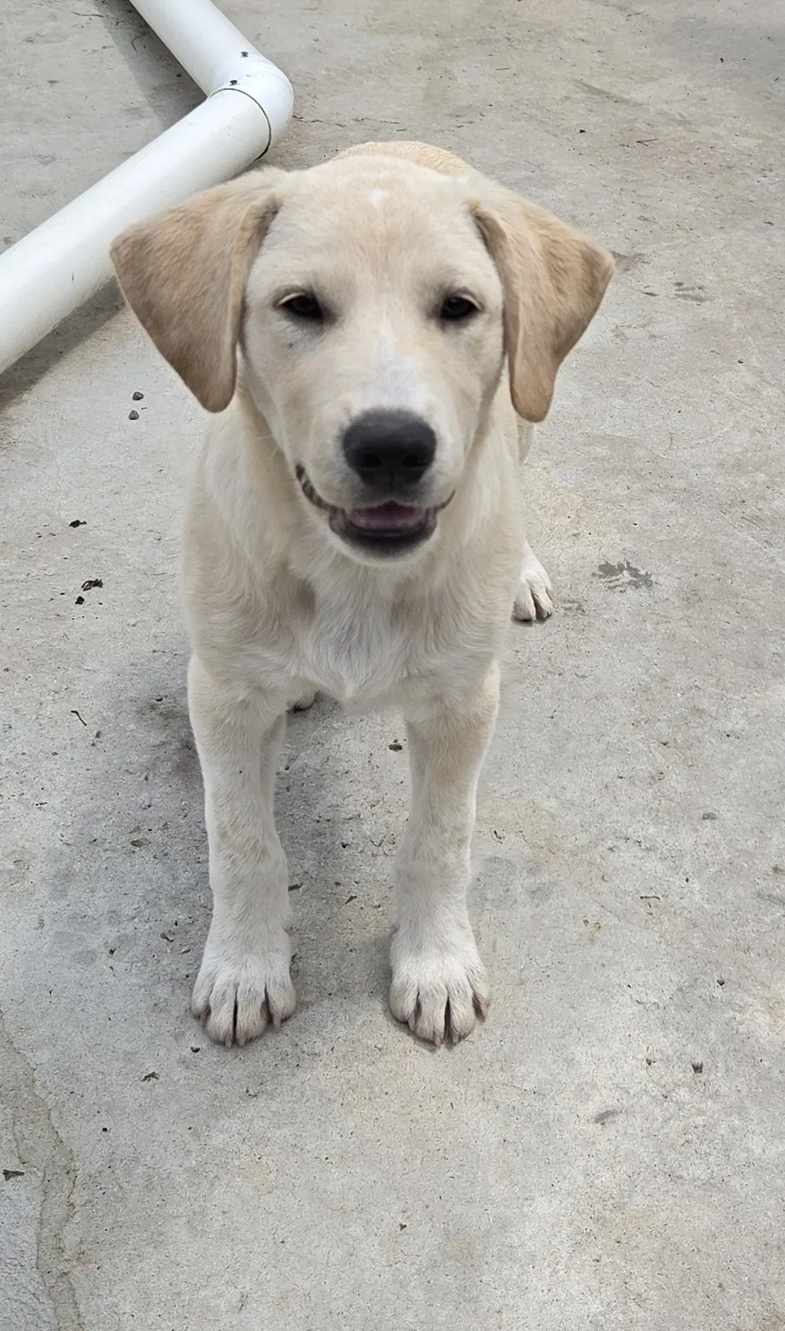Iggy - Labrador Retriever
