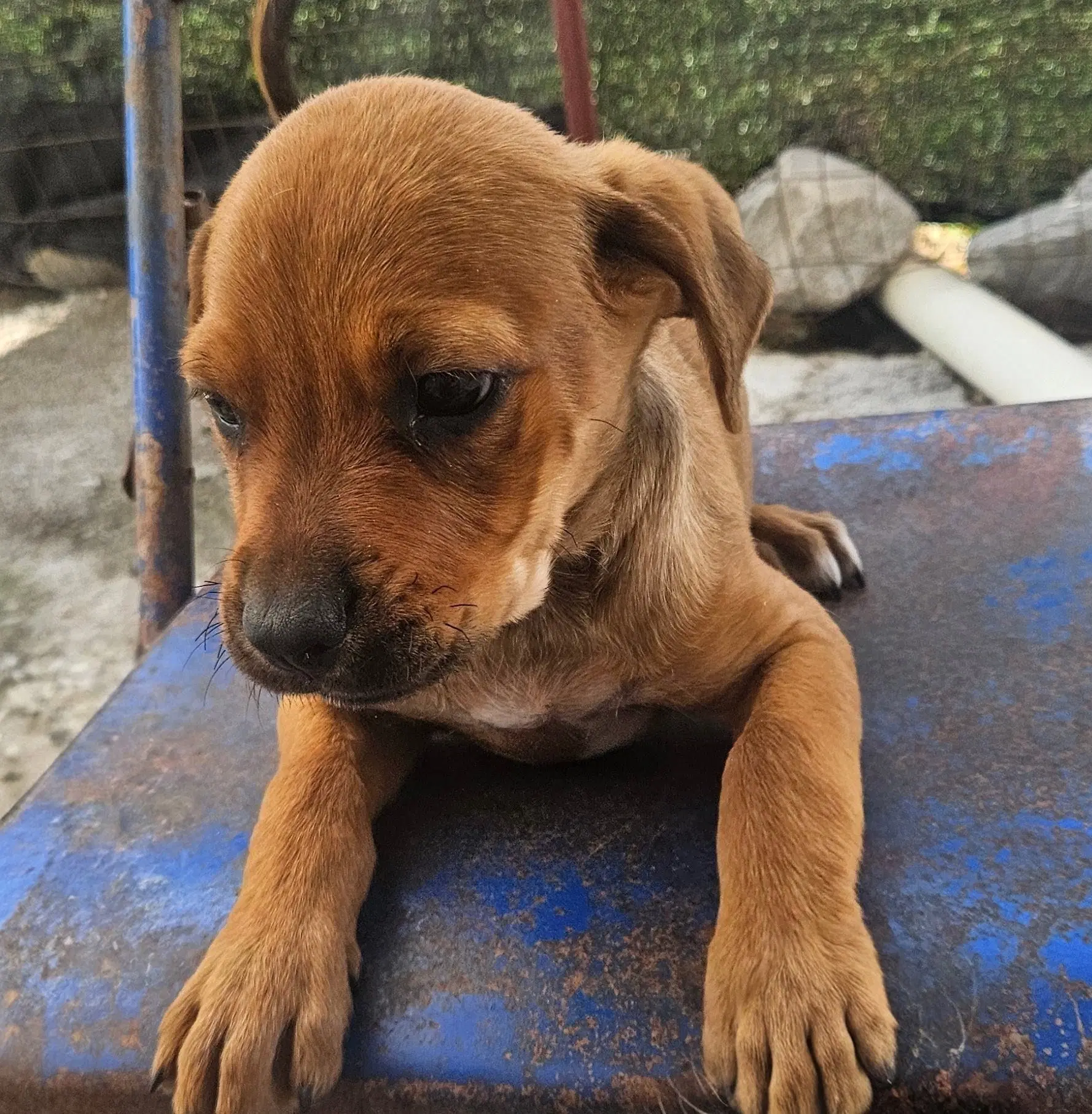 Wonton - Rottweiler