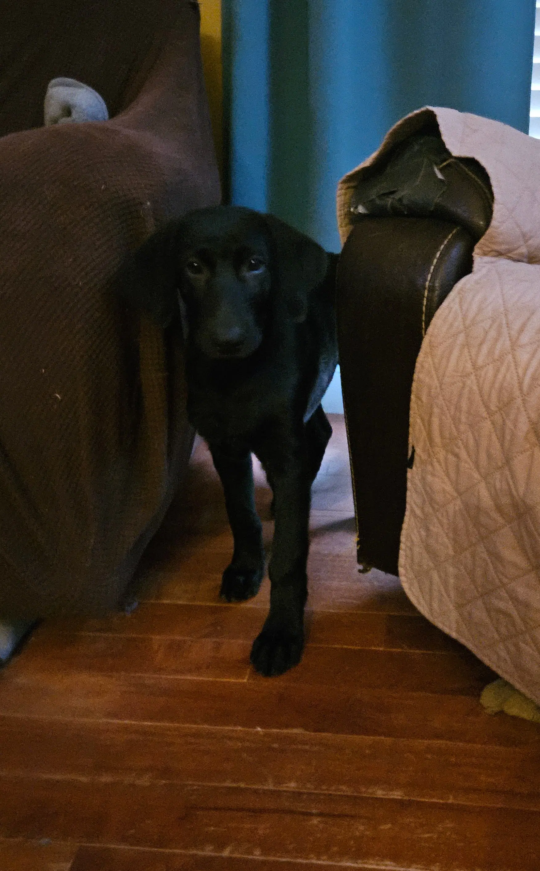 Kodiak - Labrador Retriever