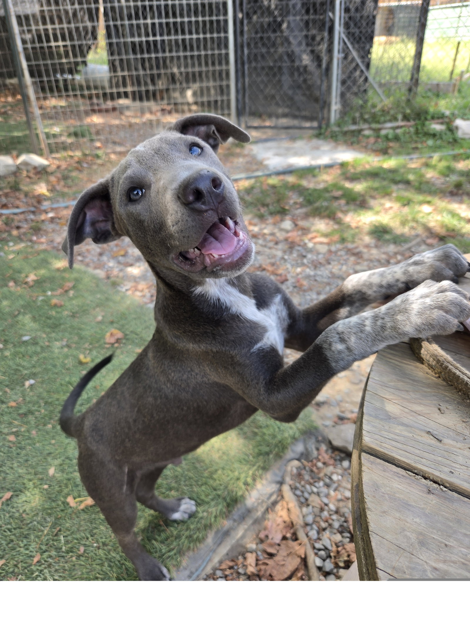 Smoke, Staffordshire Bull Terrier
