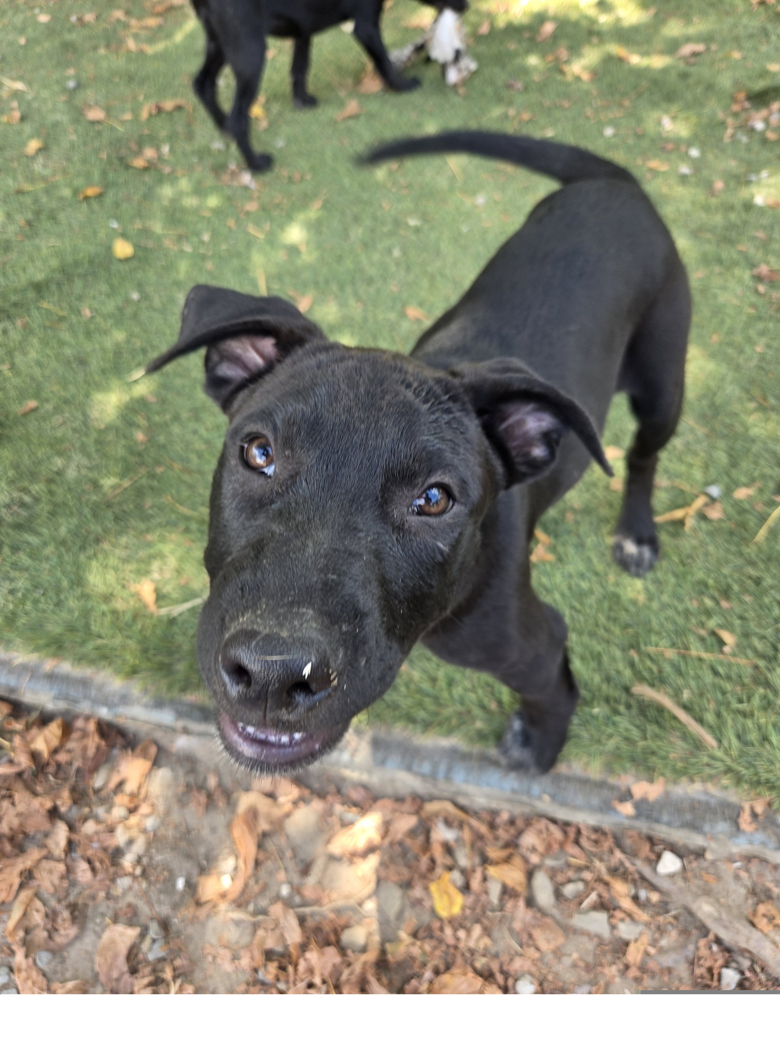 Seal, Staffordshire Bull Terrier