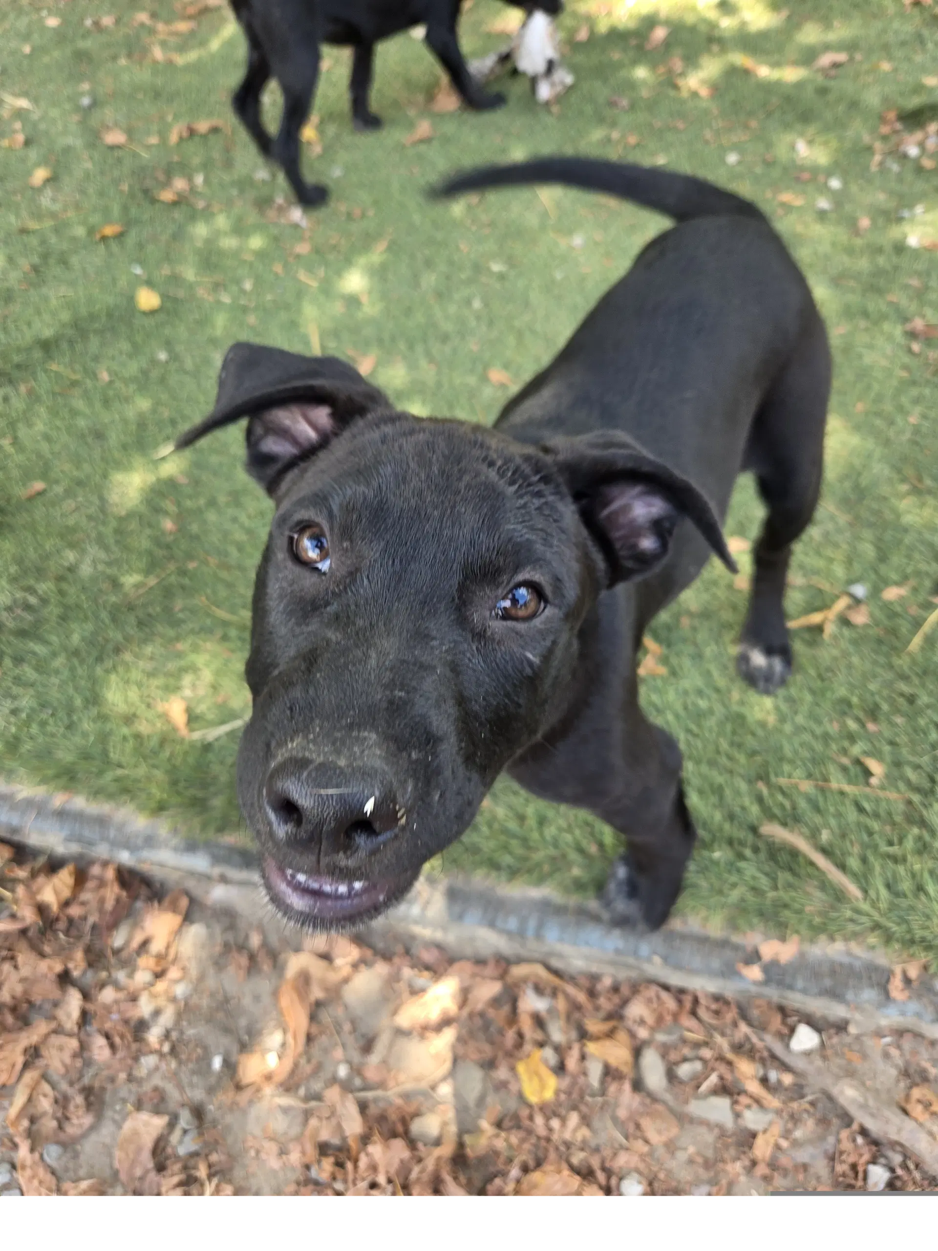 Seal - Staffordshire Bull Terrier