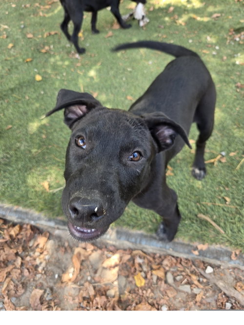 Seal, a dog for adoption from Easy's Dog Shelter