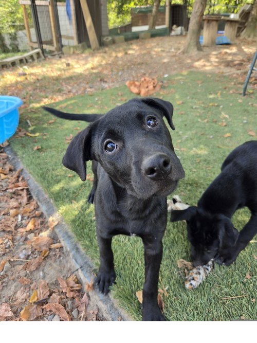 Shylah, a dog for adoption from Easy's Dog Shelter