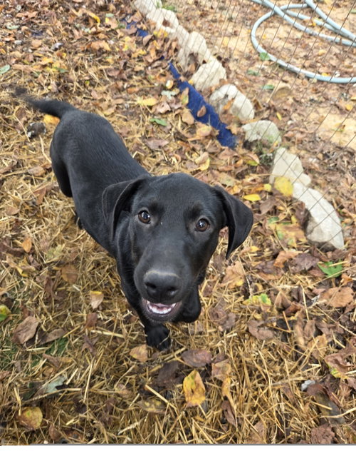 Sunny, a dog for adoption from Easy's Dog Shelter