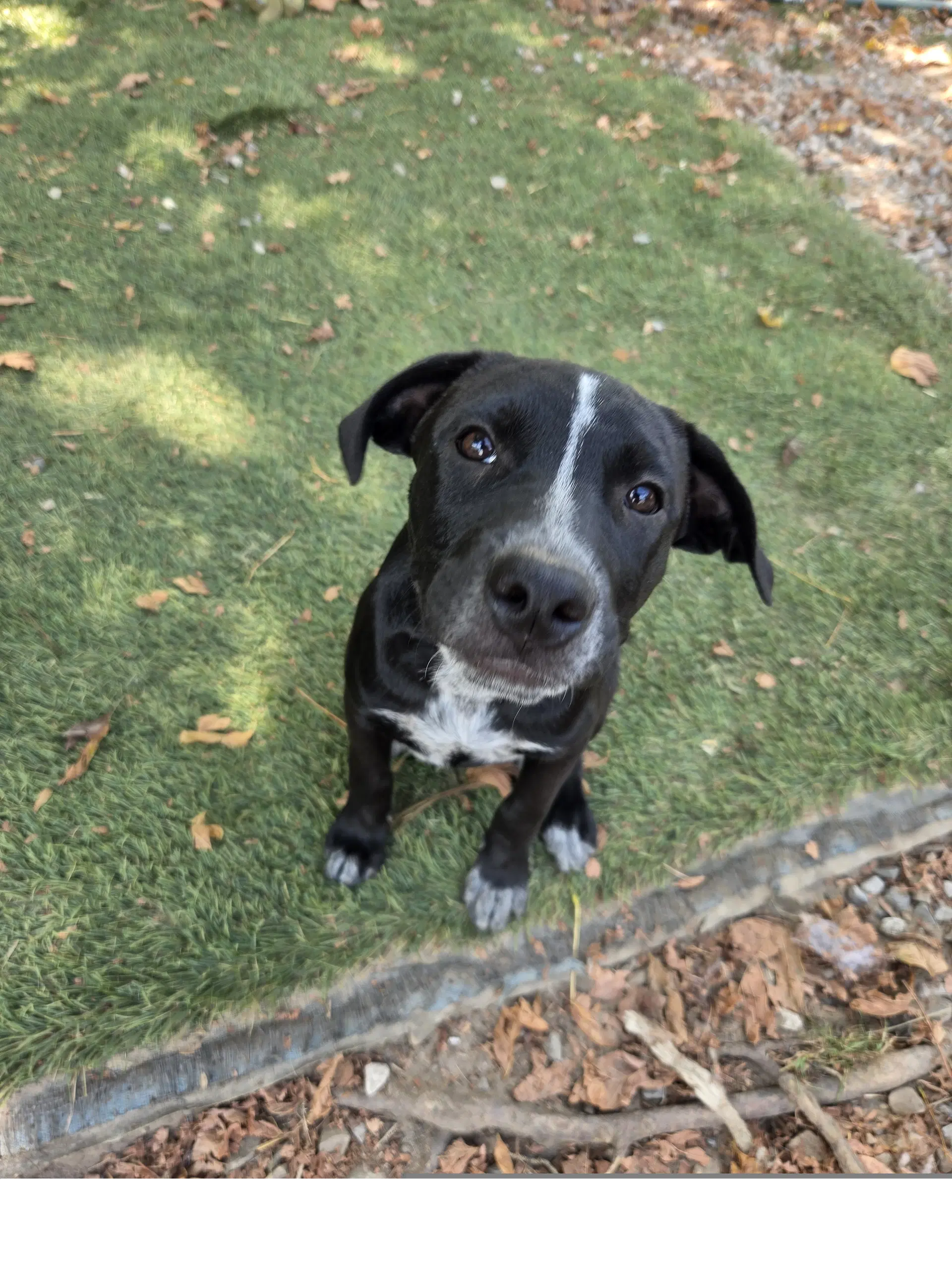 Skunky - Staffordshire Bull Terrier
