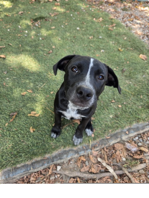 Skunky, a dog for adoption from Easy's Dog Shelter