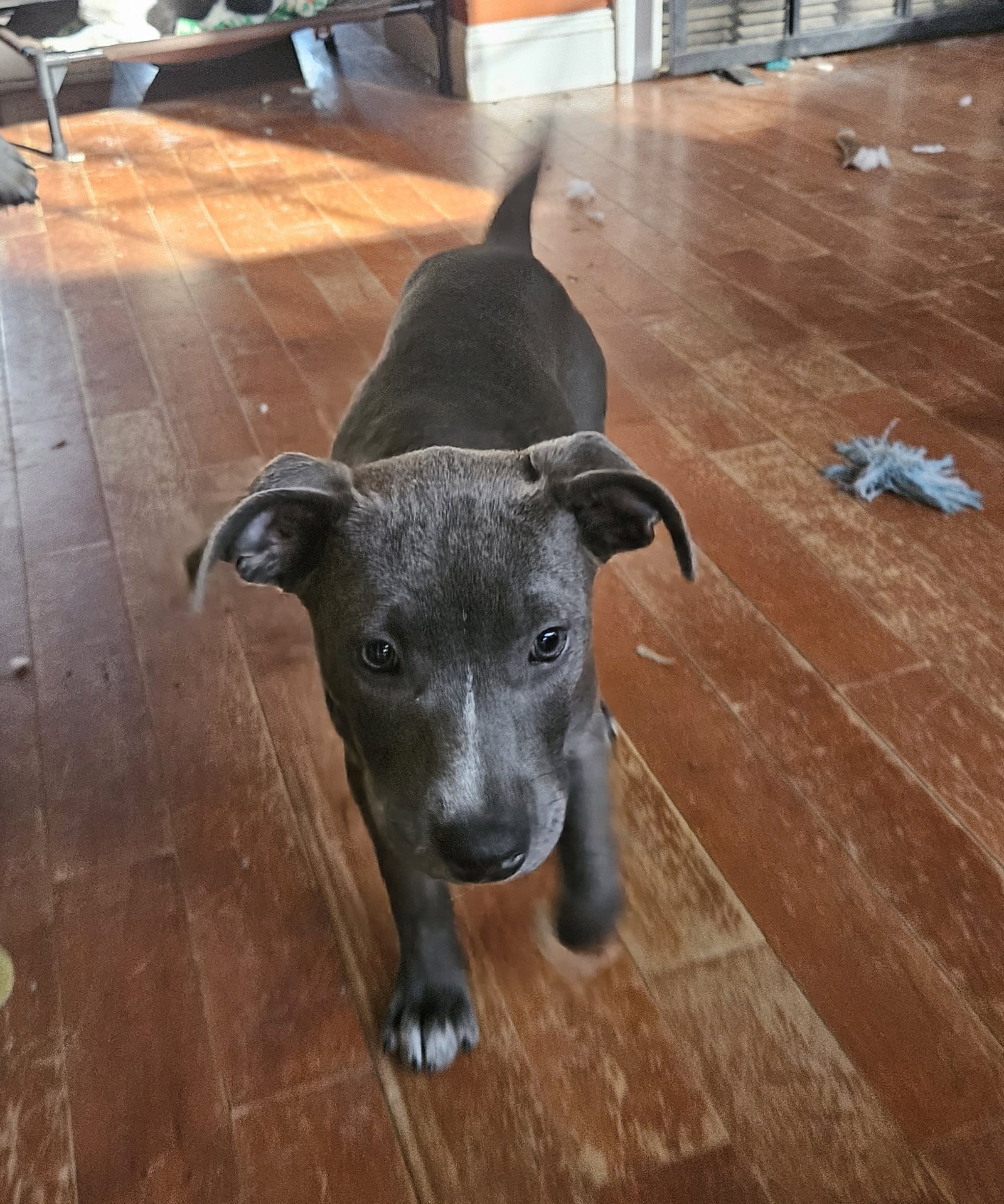 Spirit, Staffordshire Bull Terrier