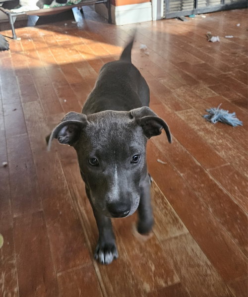 Spirit, a dog for adoption from Easy's Dog Shelter